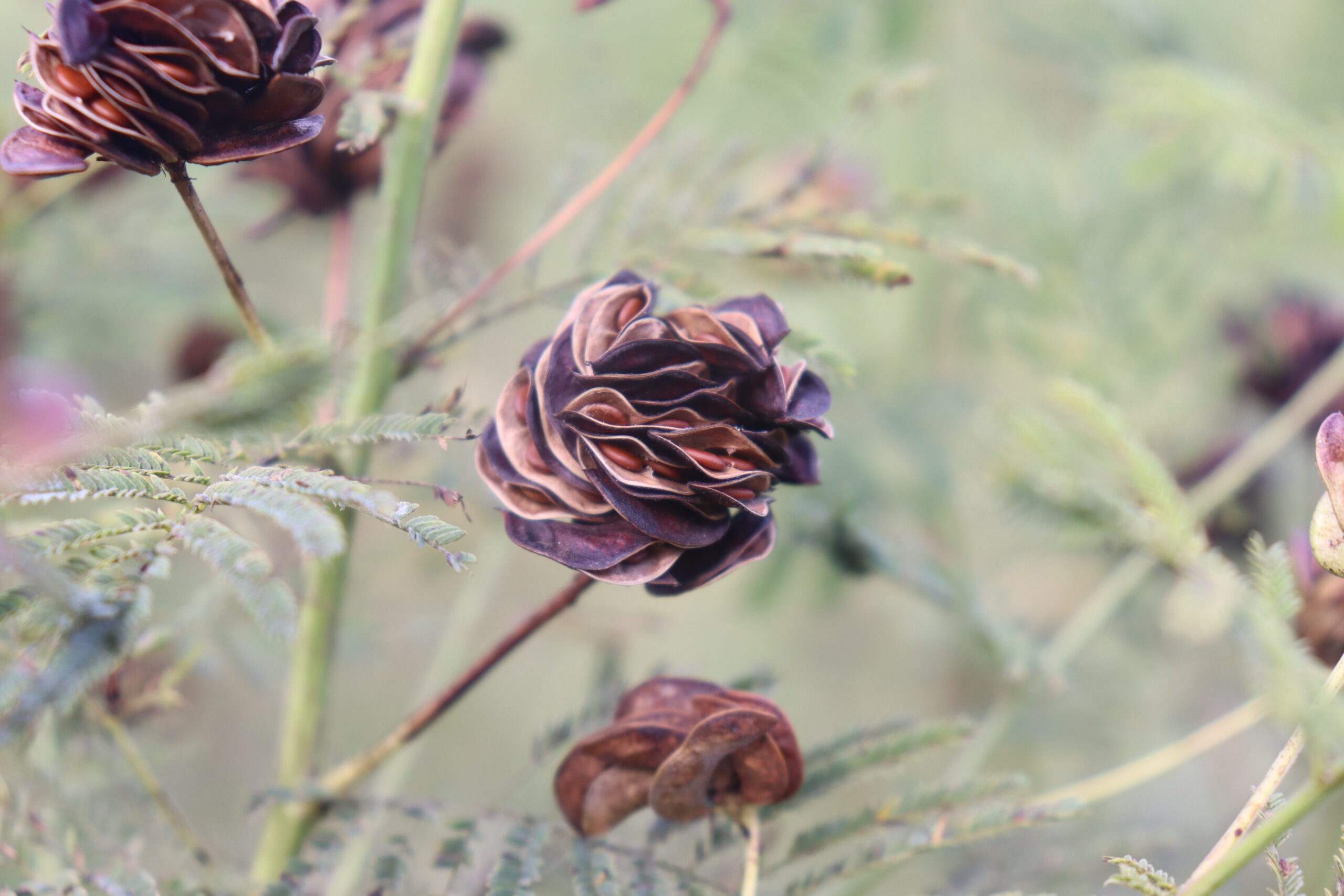 Illinois Bundleflower - Image 2