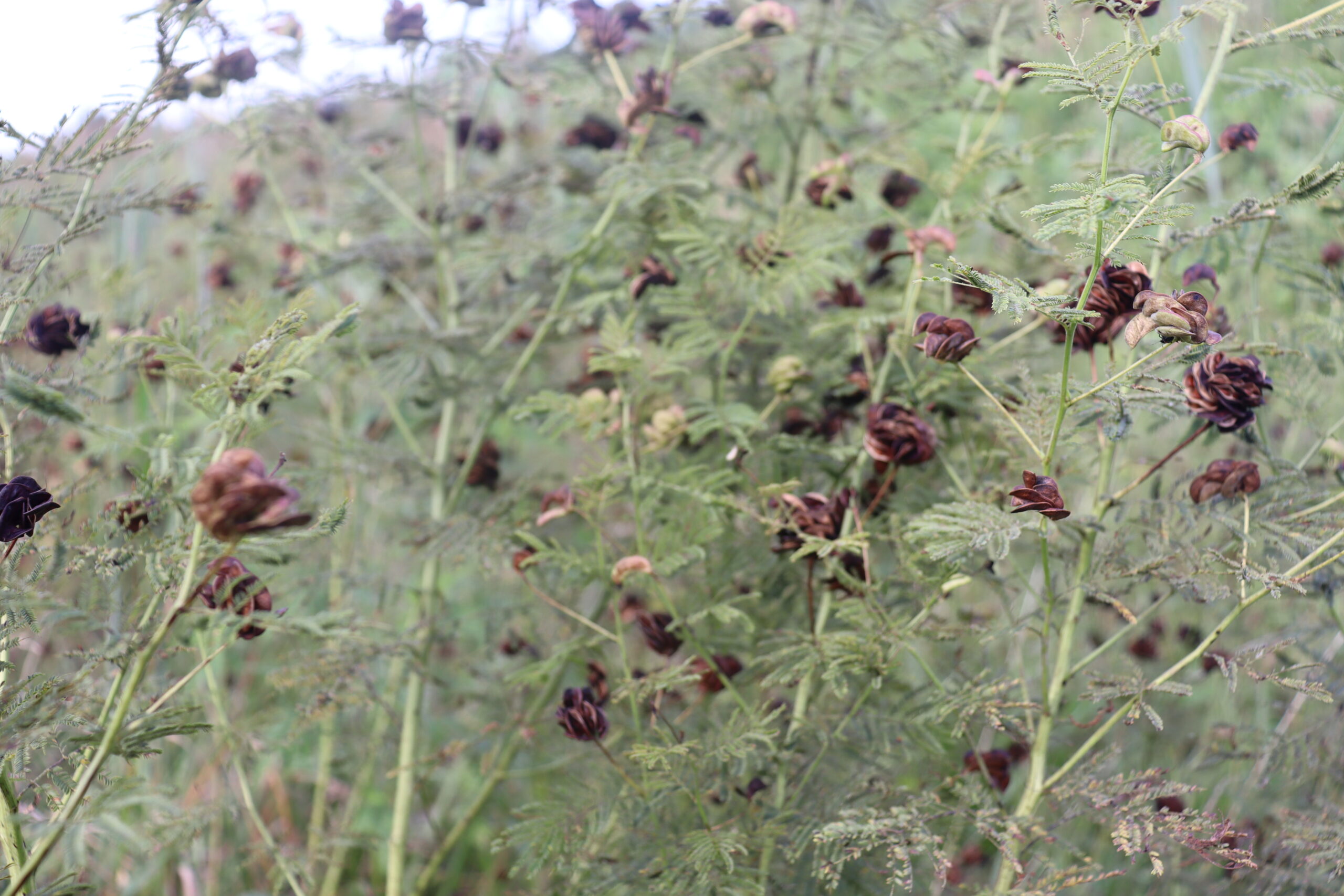 Illinois Bundleflower - Image 3