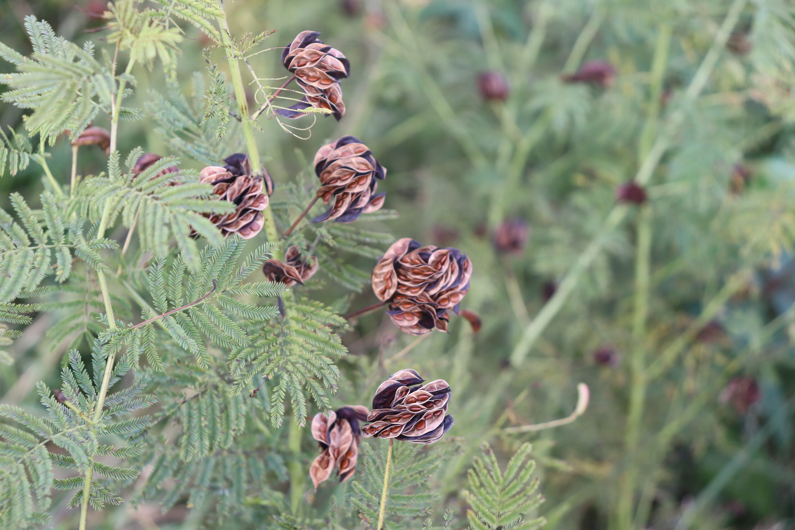 Illinois Bundleflower - Image 4