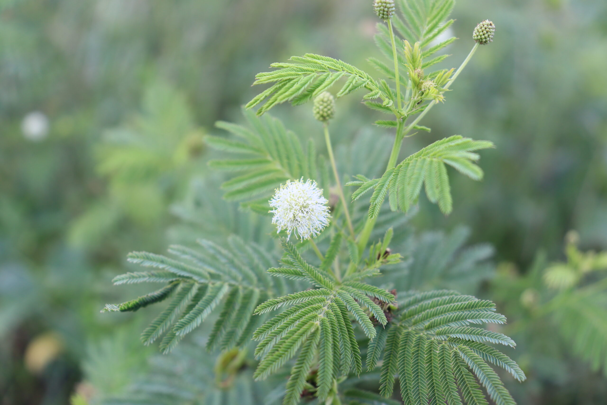 Illinois Bundleflower