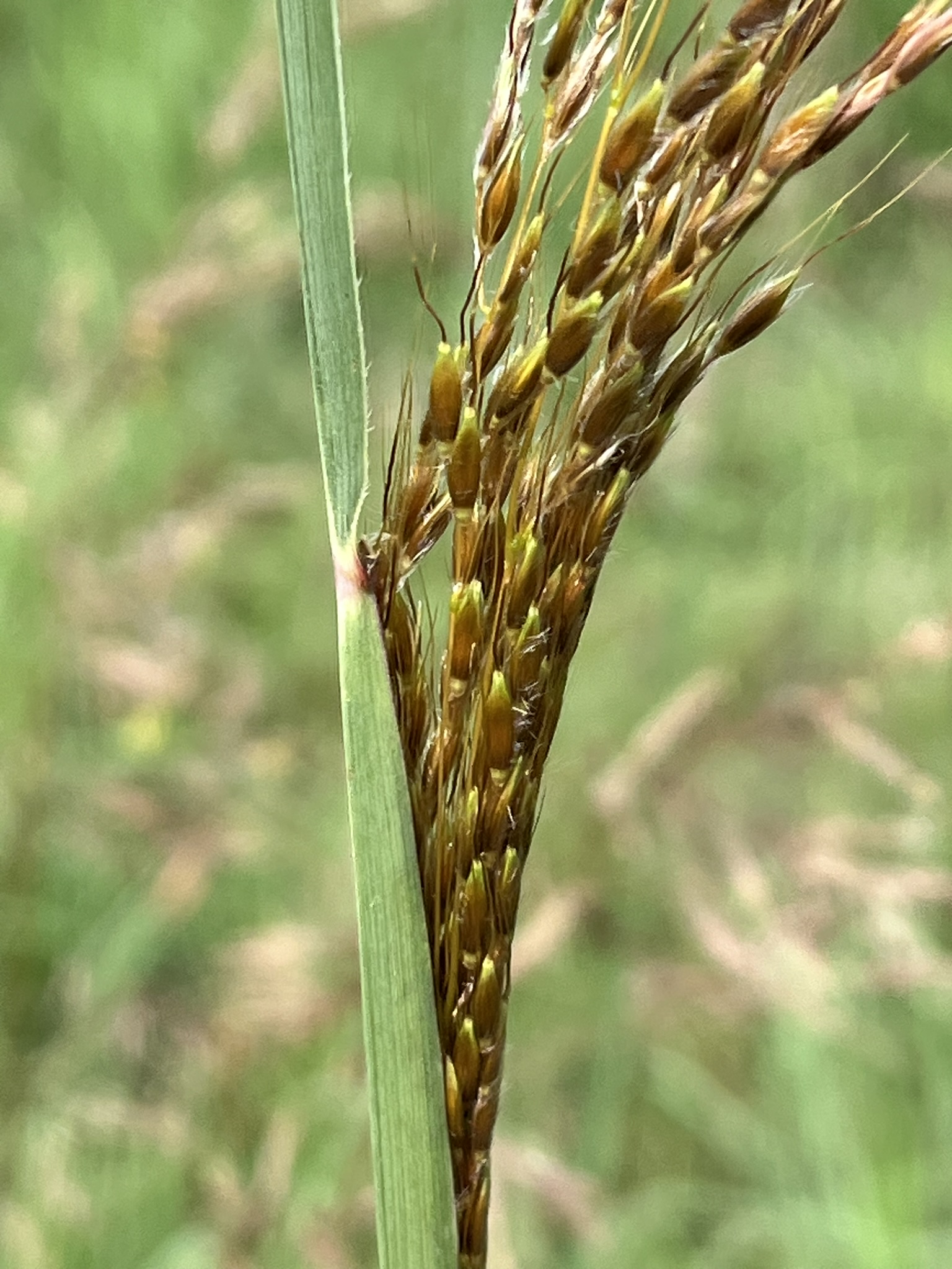 Indian Grasses