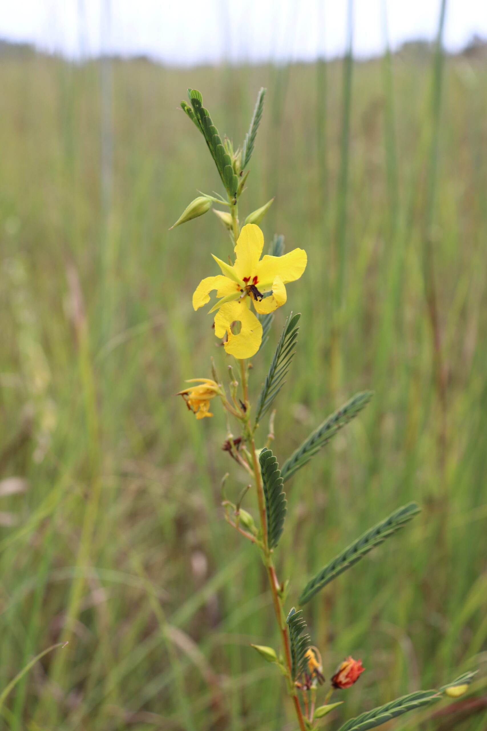Partridge Pea - Image 2