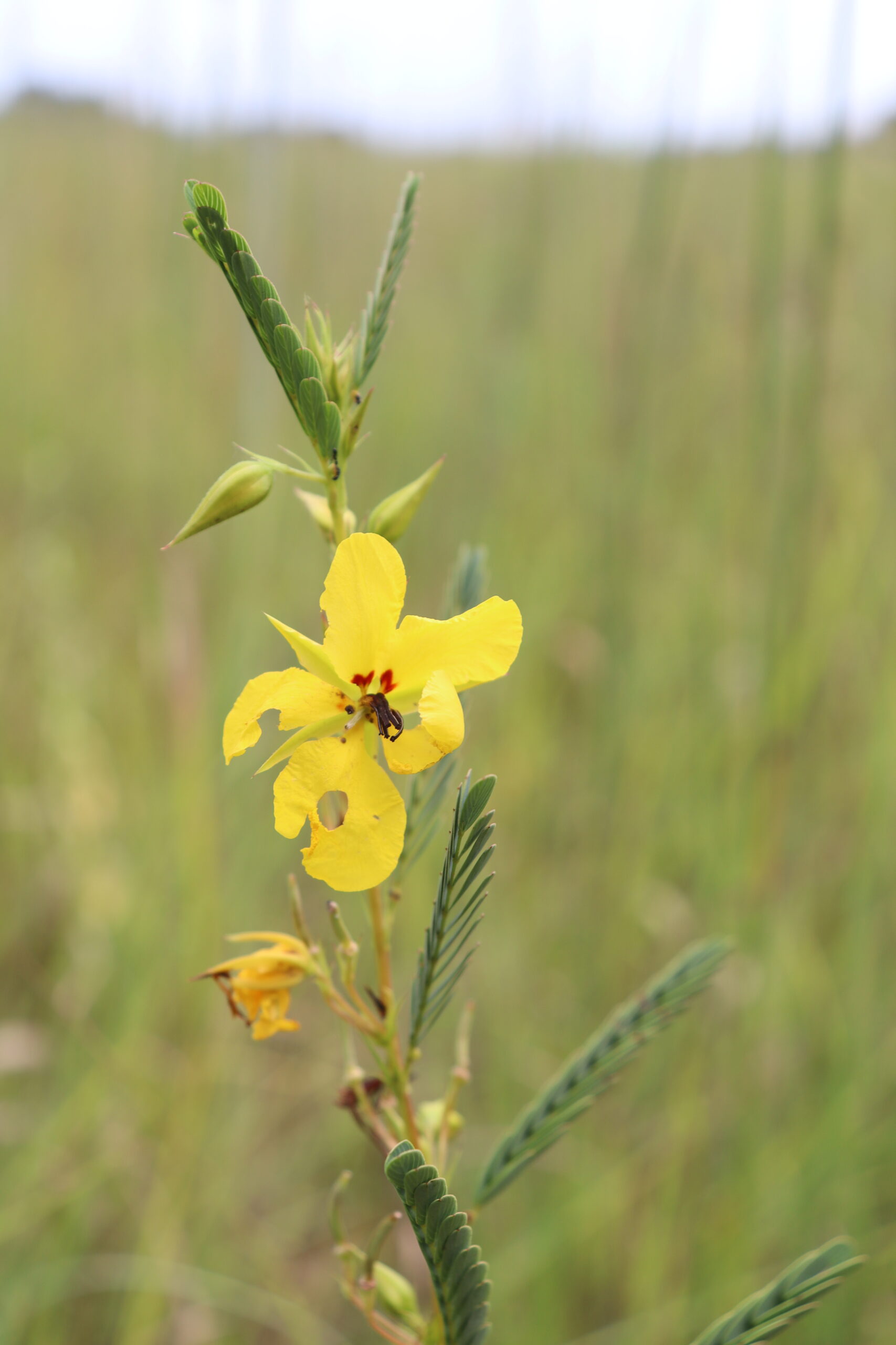 Partridge Pea