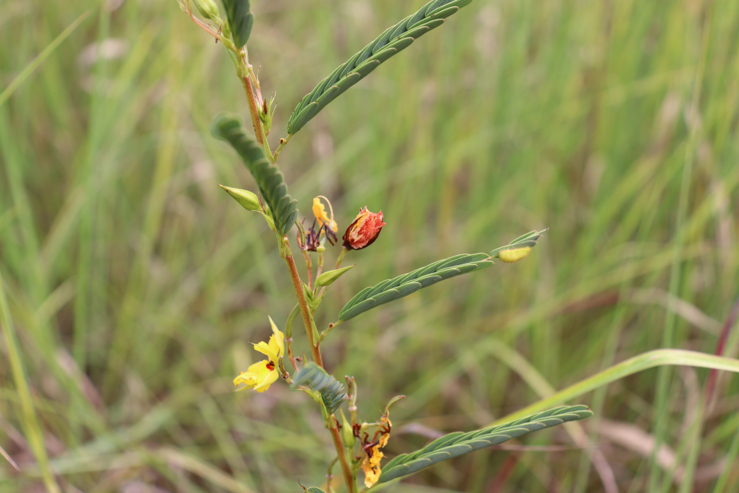 Partridge Pea - Image 4