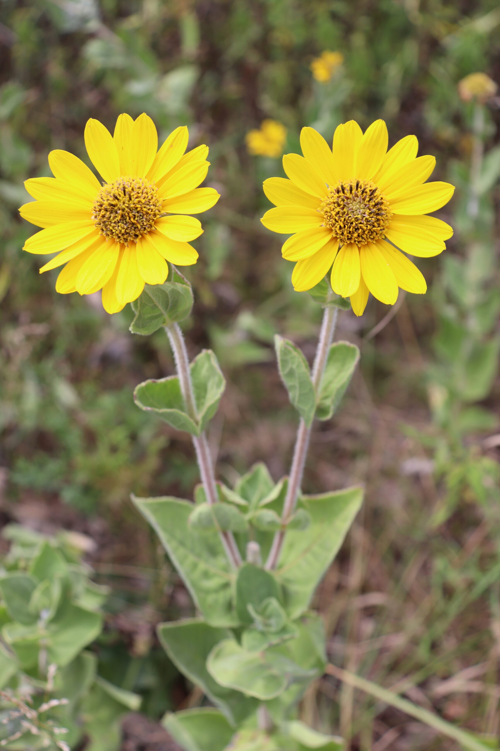 Ashy Sunflower - Image 2