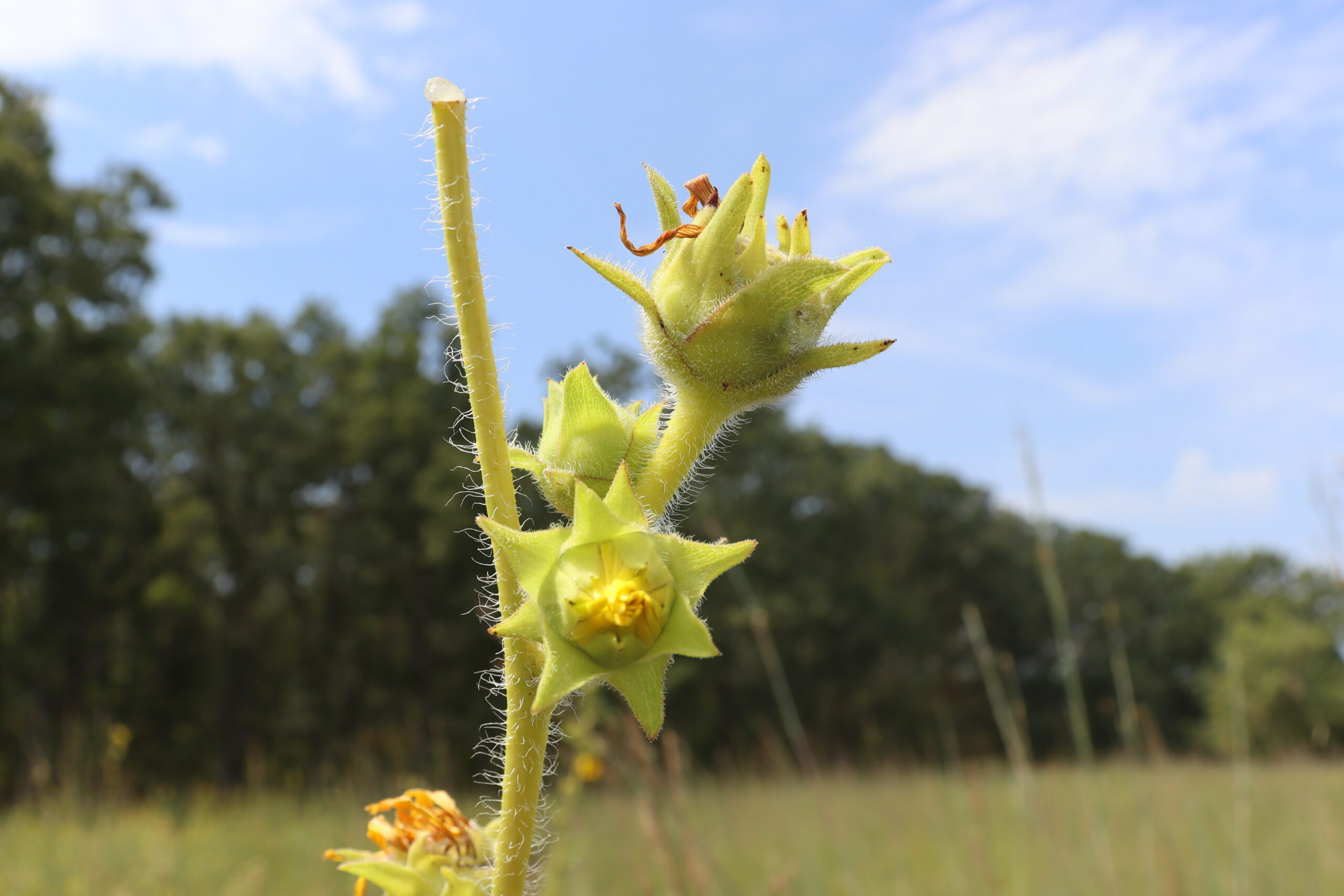 Compass Plant - Ozark Native Seeds