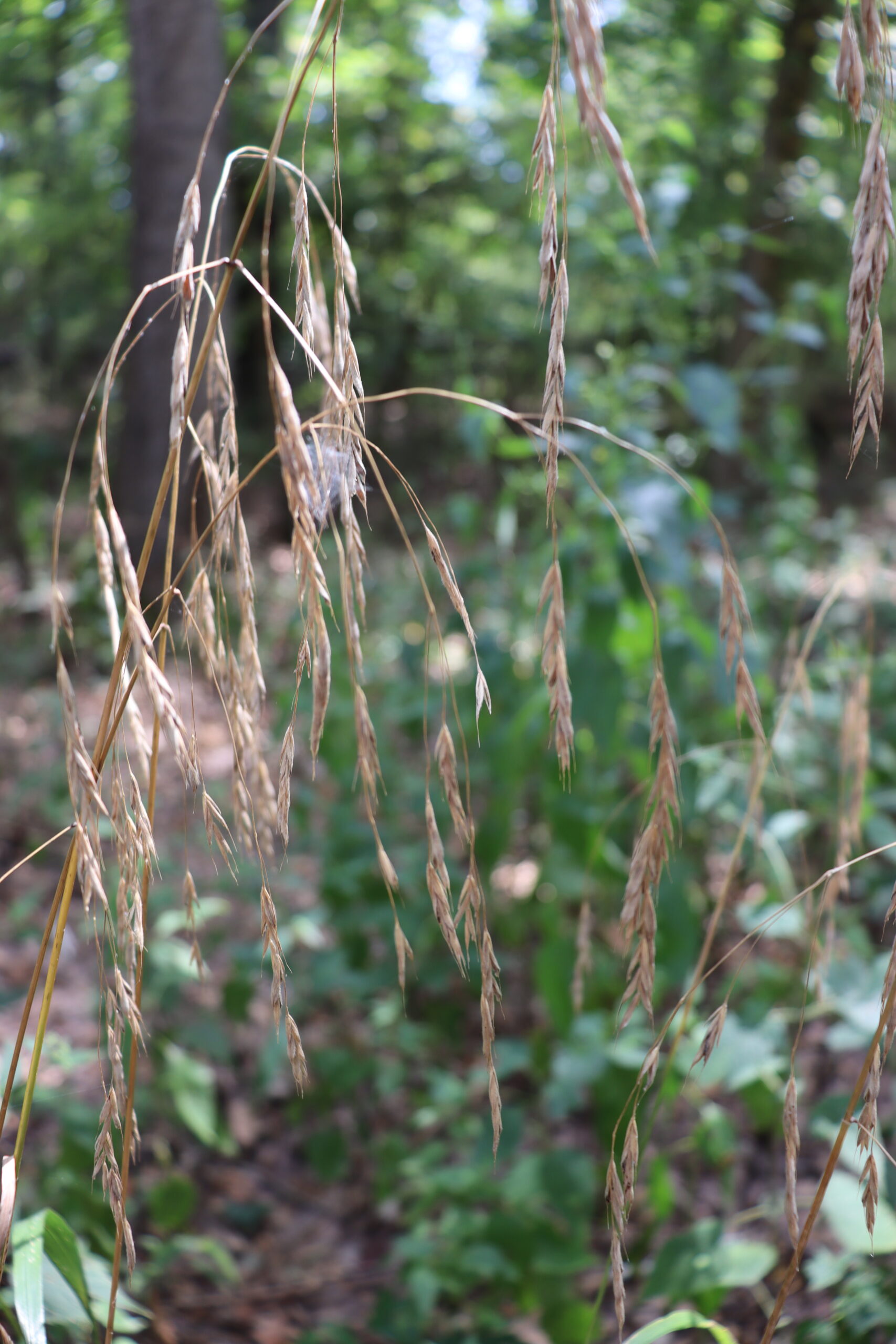 Hairy Woodland Chess - Image 2