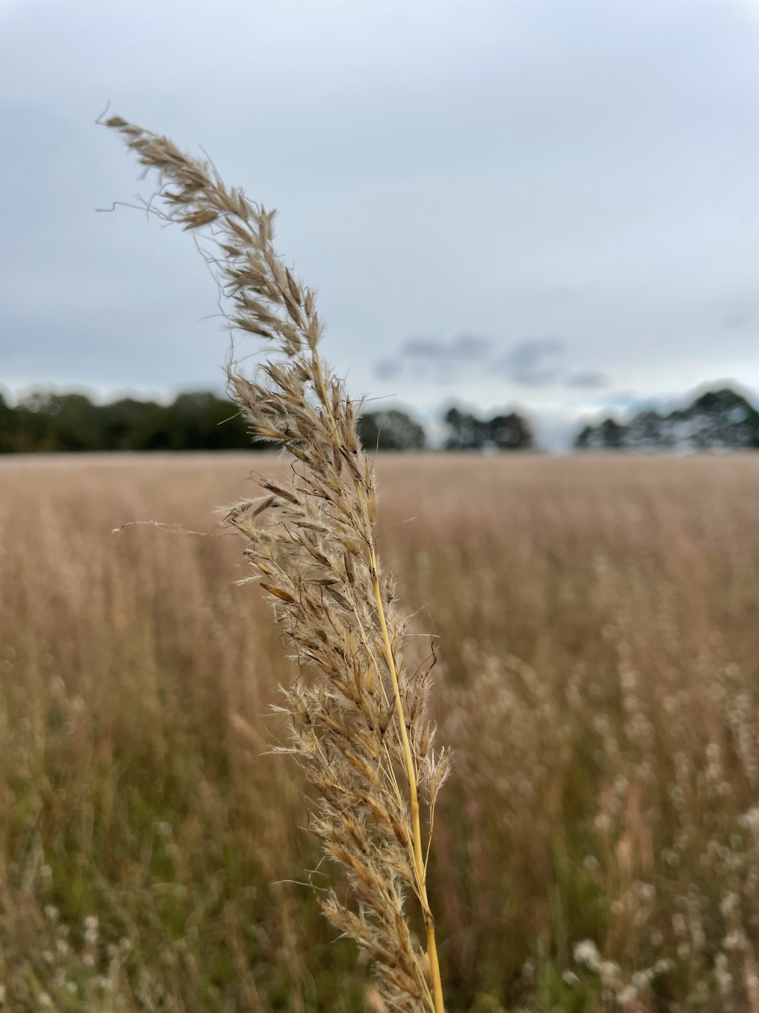IMG_3365 Indiangrass seed head