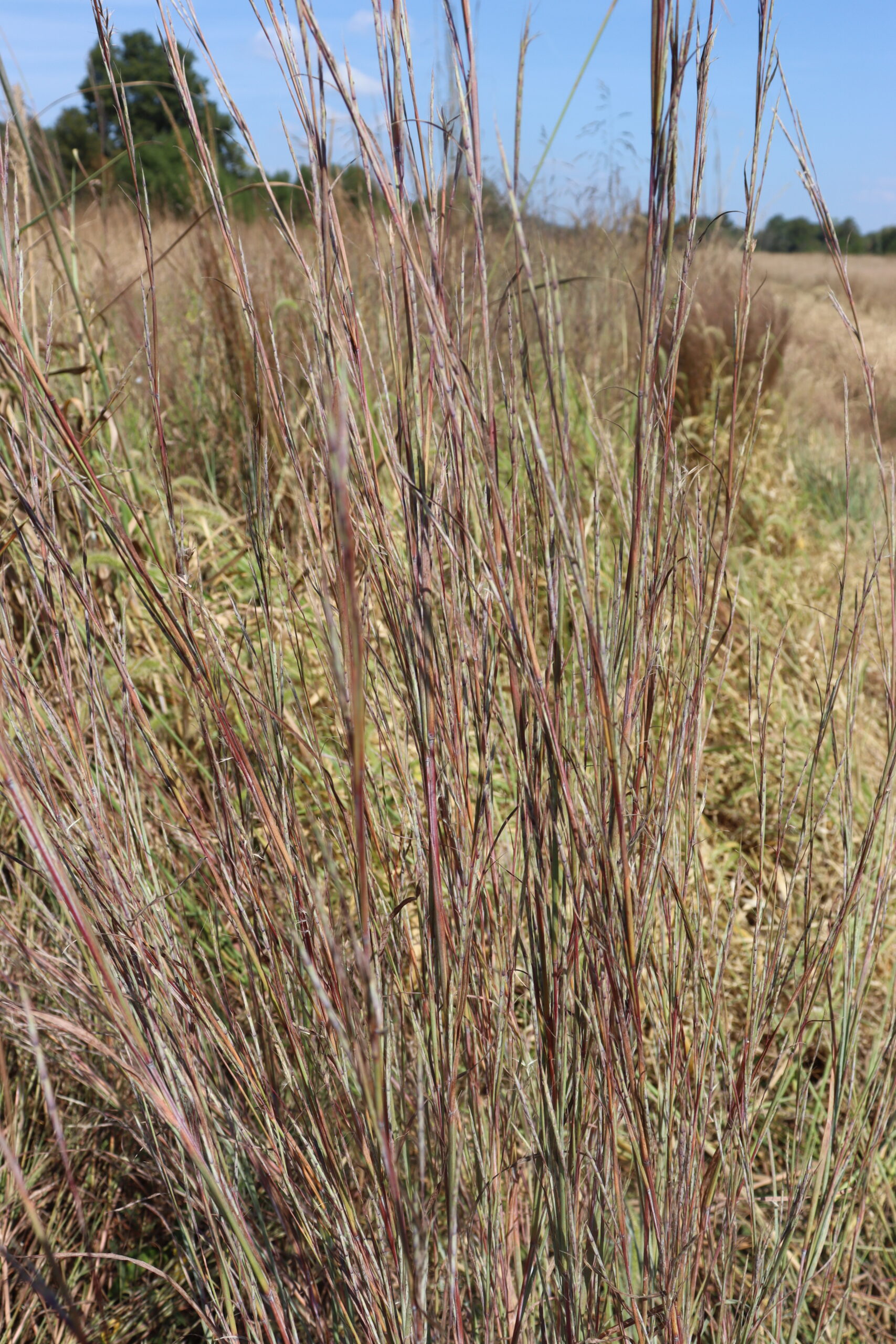 Little Bluestem - Image 3