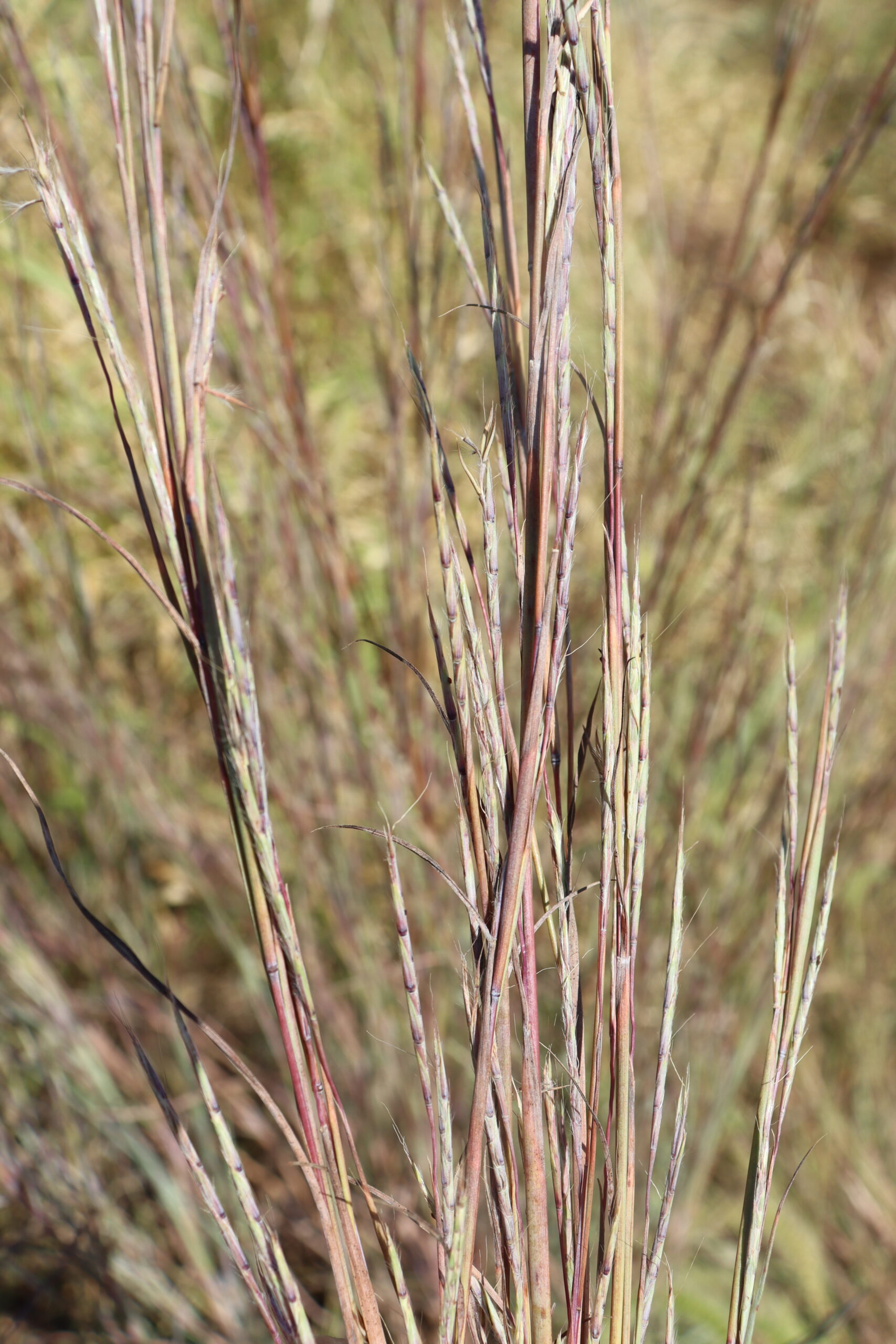 Little Bluestem