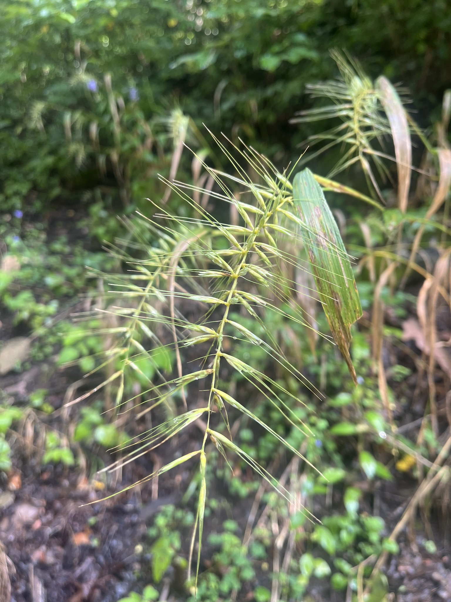 bottle brush wildrye