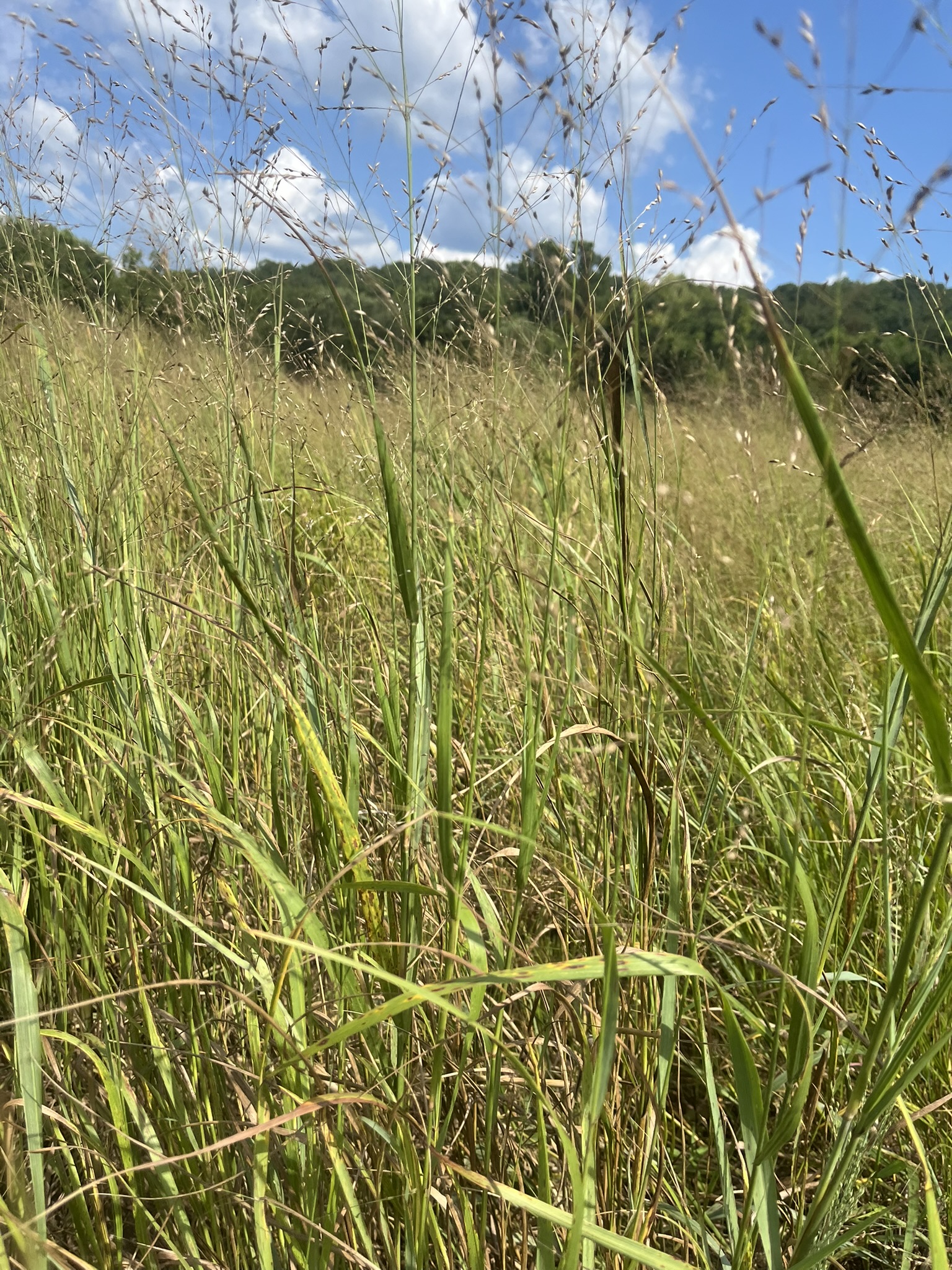 Switchgrass