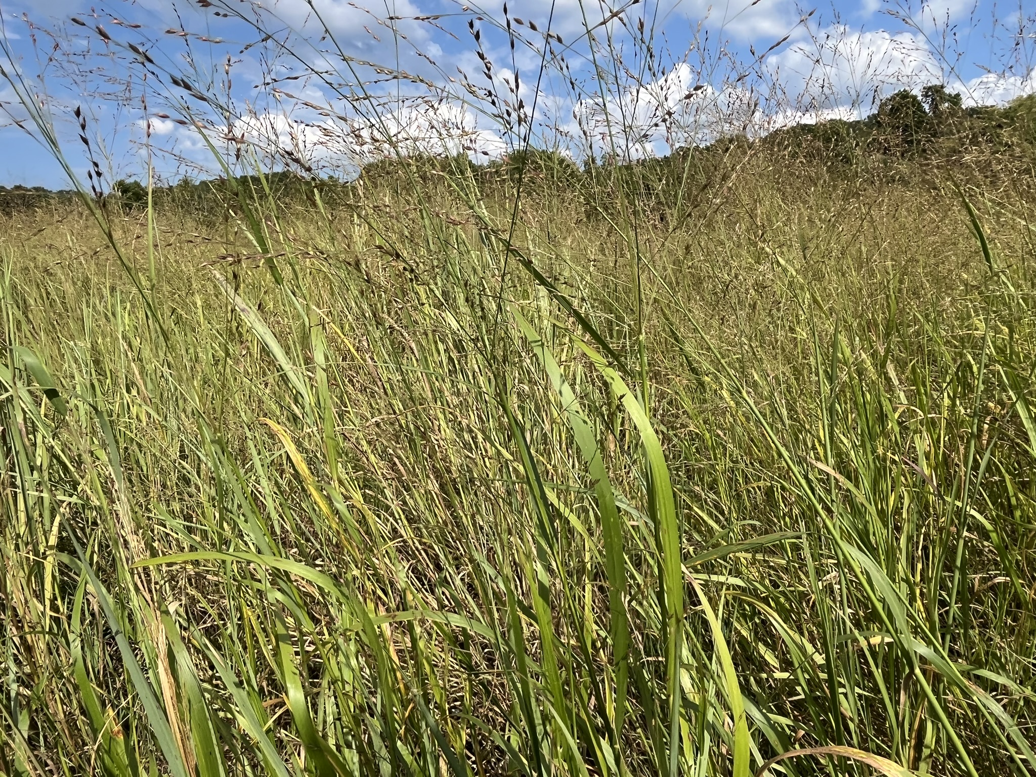 Switchgrass - Image 2