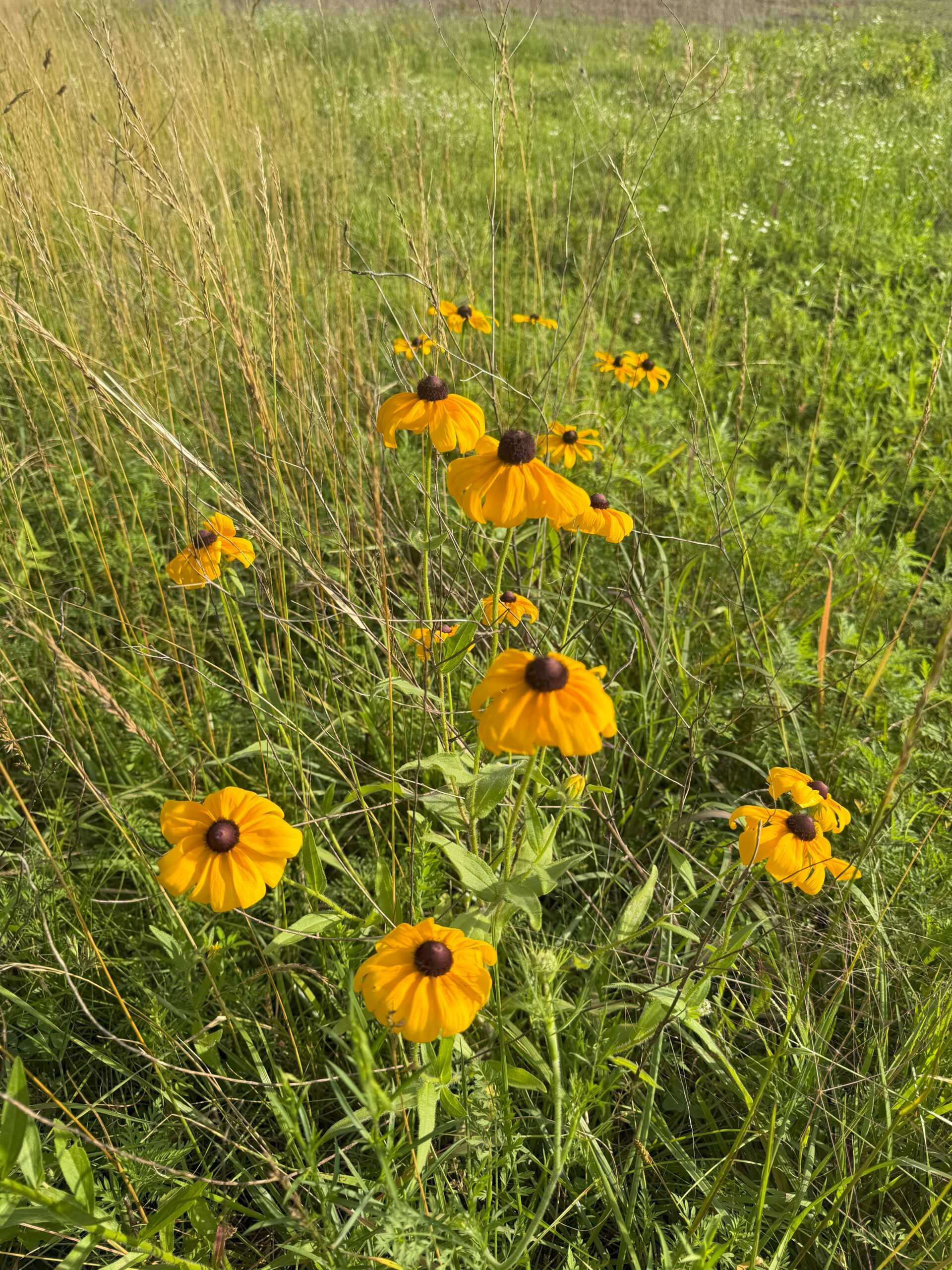 Blackeyed Susan - Image 2
