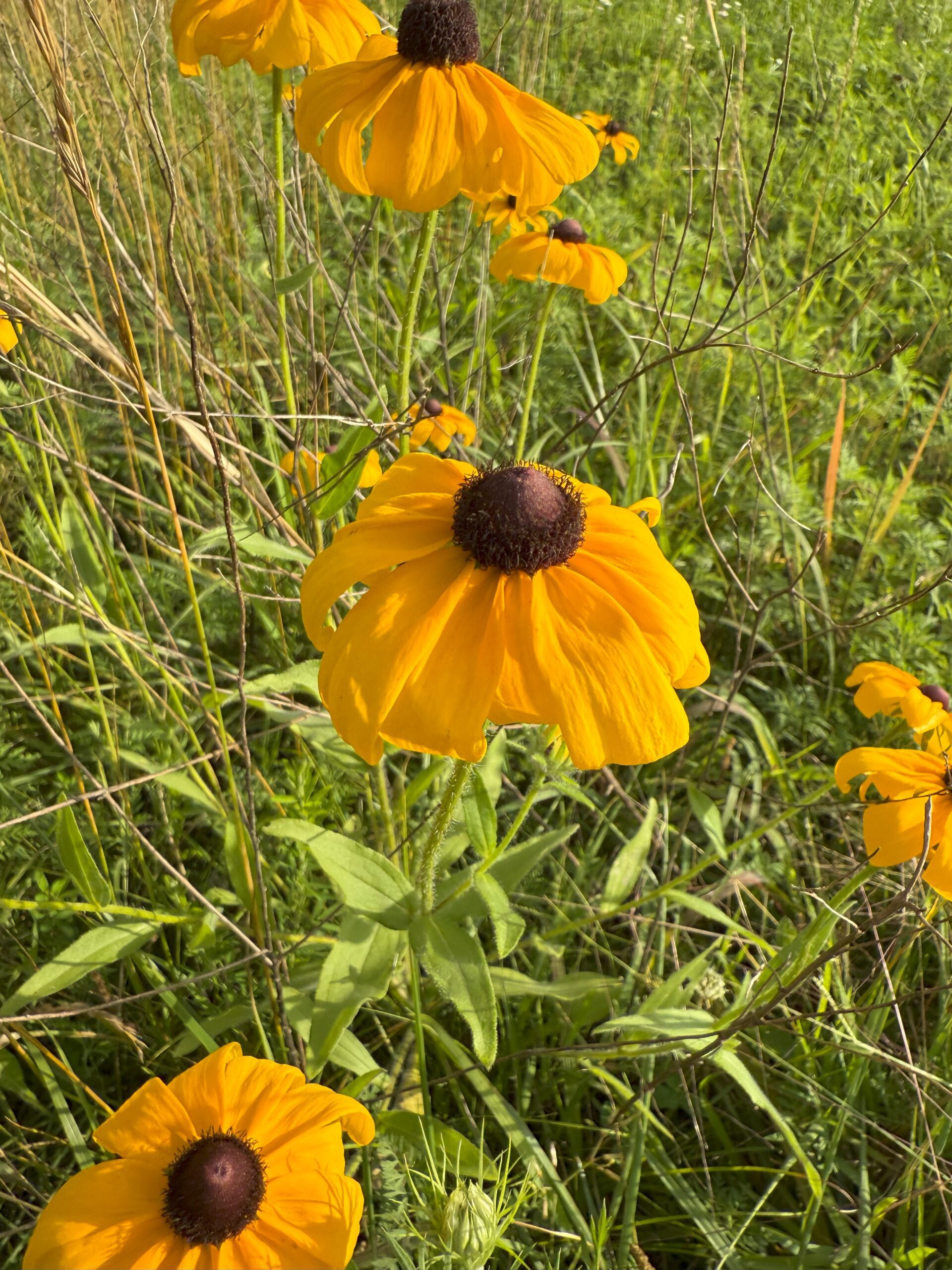 Blackeyed Susan