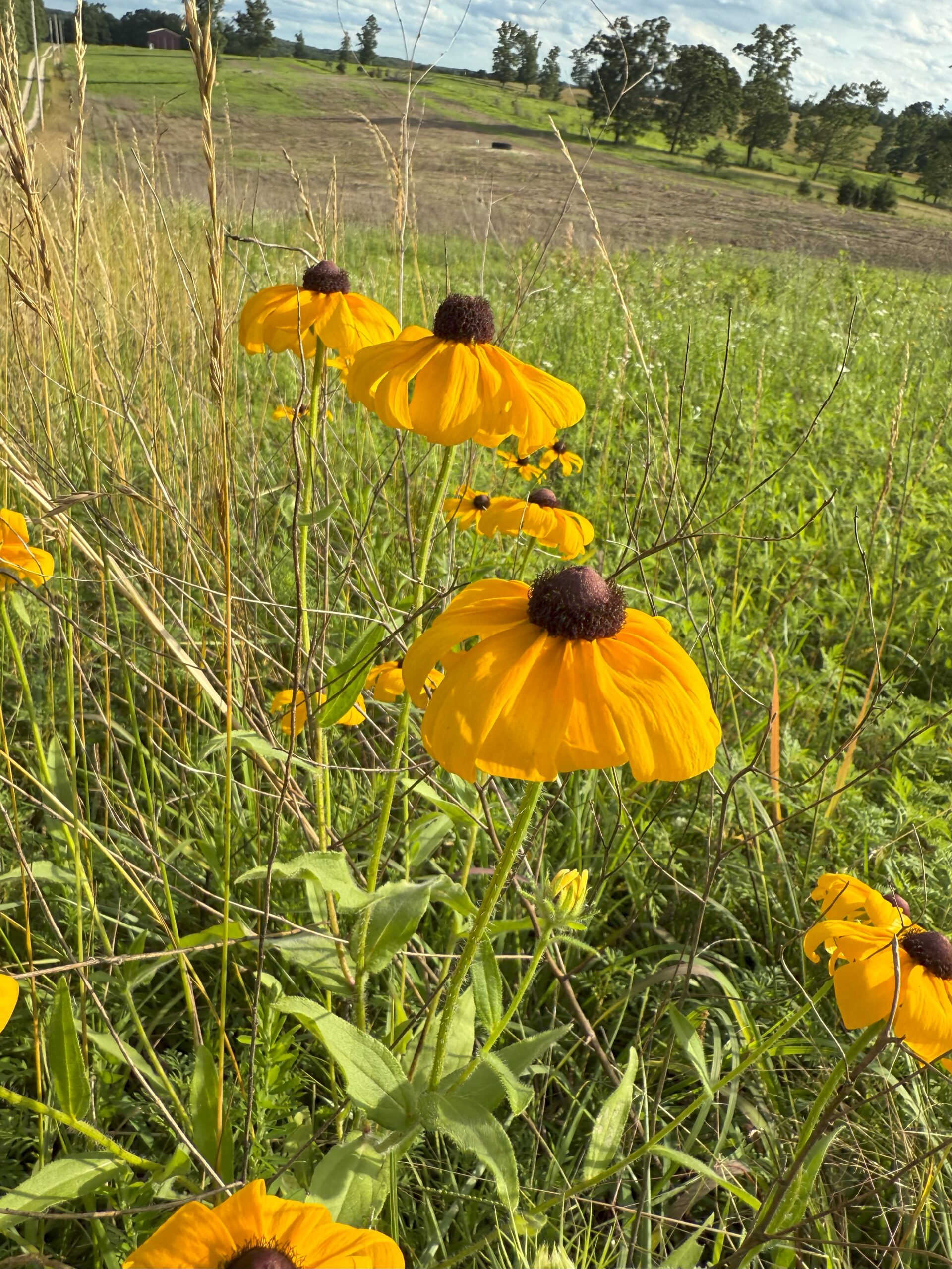 Blackeyed Susan - Image 3