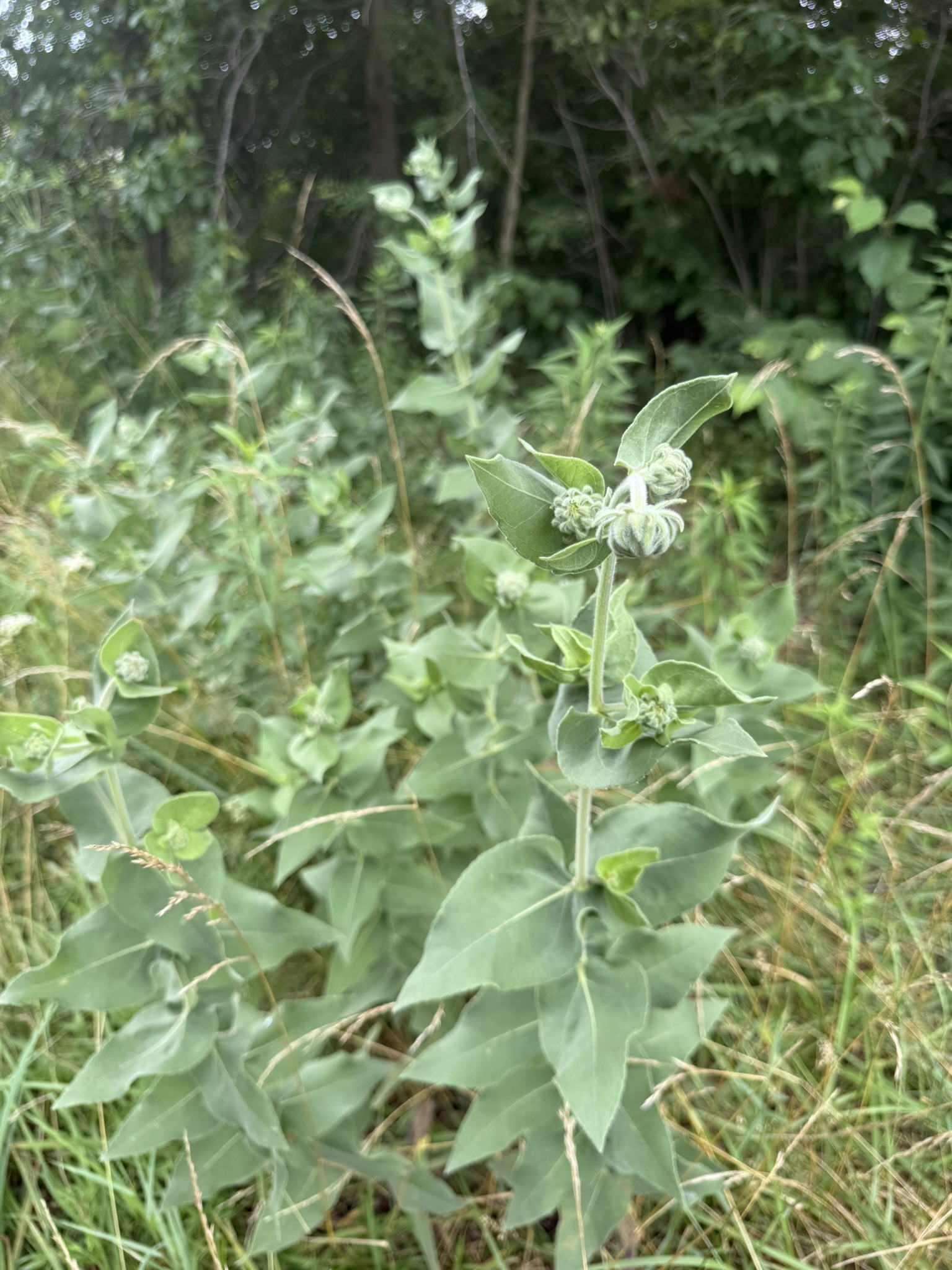 Ashy Sunflower - Image 3