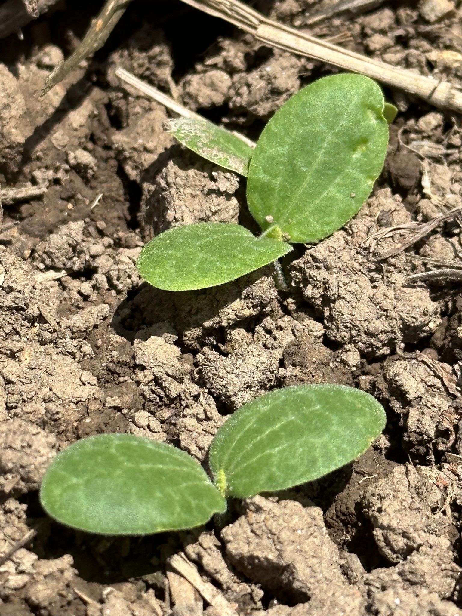 Ozark Wild Gourd - Image 4
